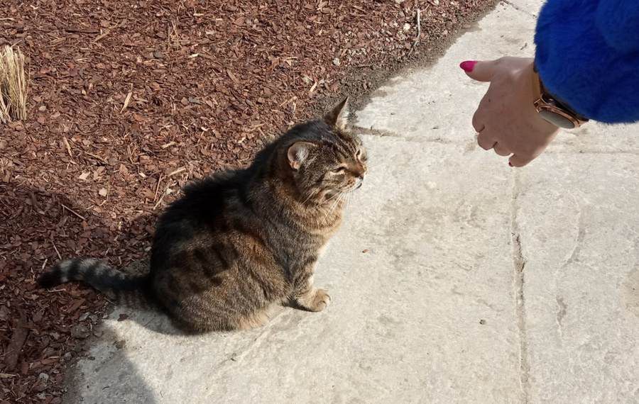 Światowy Dzień Zwierząt Bezdomnych. I wszyscy o nich zapomnieli…
