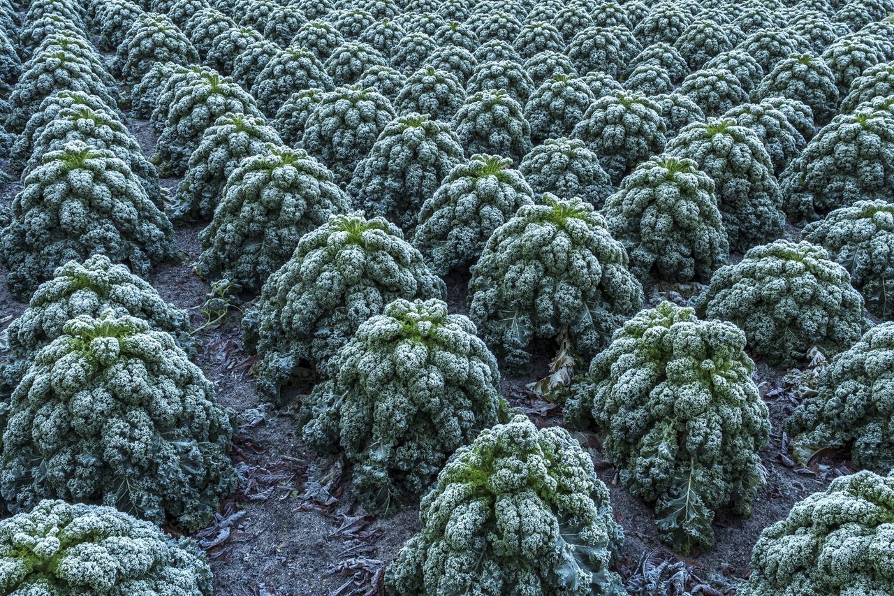 Why is it worth eating kale?