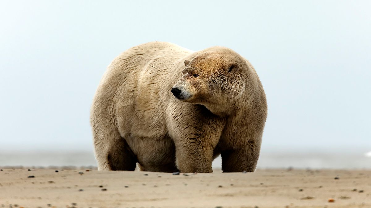 Gruby Albert na zdjęciach. To najgrubszy niedźwiedź polarny na Alasce 1