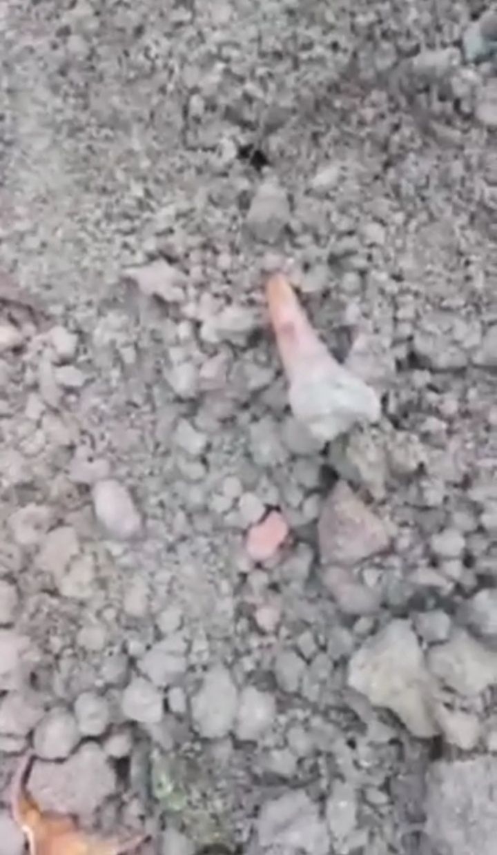 Ludzkie szczątki (nadesłane)