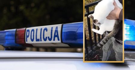 Nastolatek znęcał się nad kotami. Chciał przypodobać się kolegom