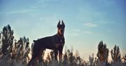 Agresywny doberman sieje spustoszenie? Mieszkańcy mówią "dość"
