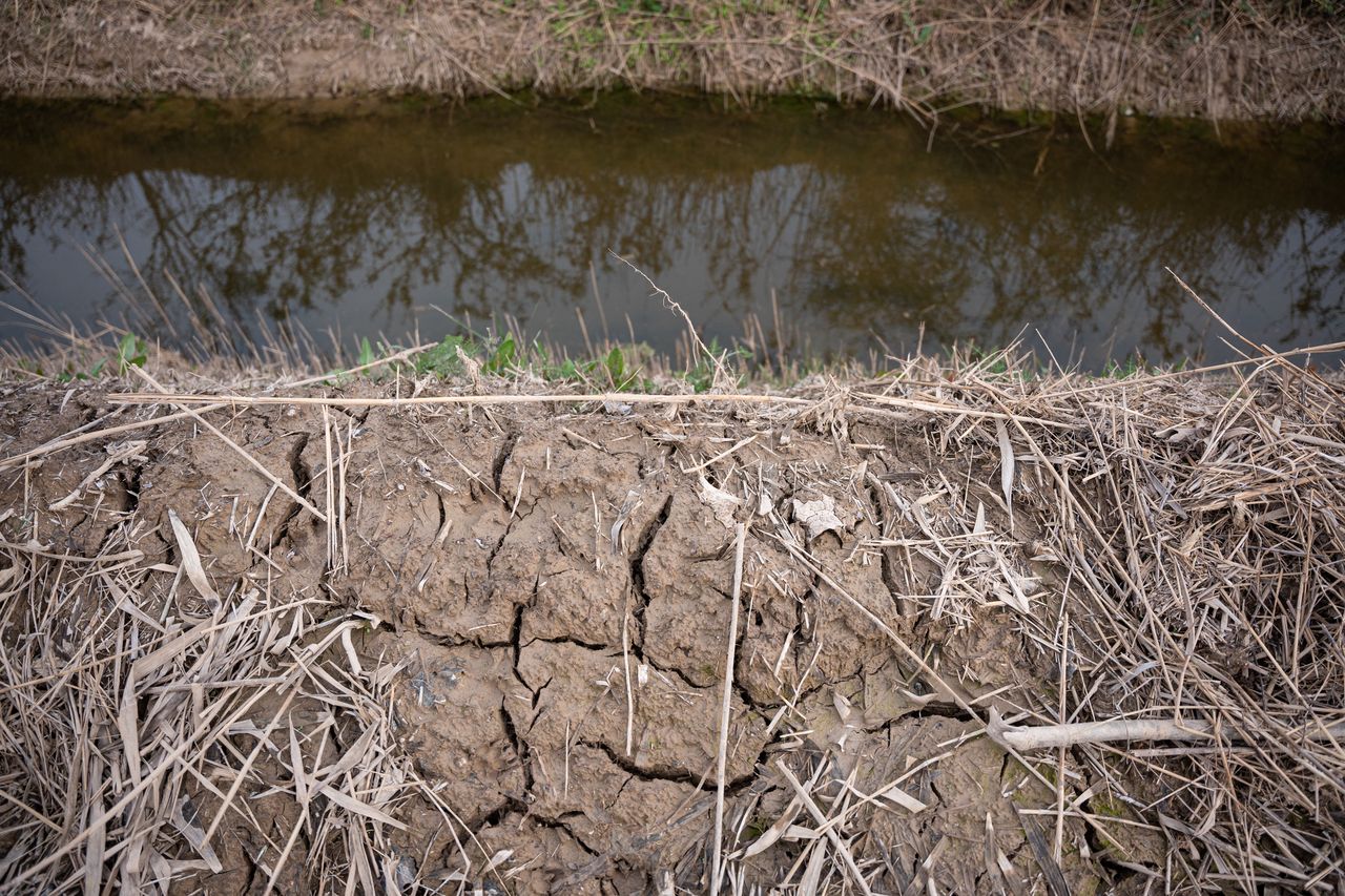 The Llobregat Delta is being affected by the extreme drought that Catalonia is currently experiencing, which has recently entered the first phase of the drought emergency, in El Prat de Llobregat, Spain, on February 1, 2024. (Photo by Marc Asensio/NurPhoto via Getty Images)