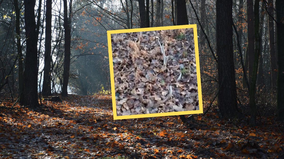 Niespodzianka wśród liści