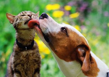 Krzyżówka o psach i kotach. Tylko miłośnik czworonogów ma szanse