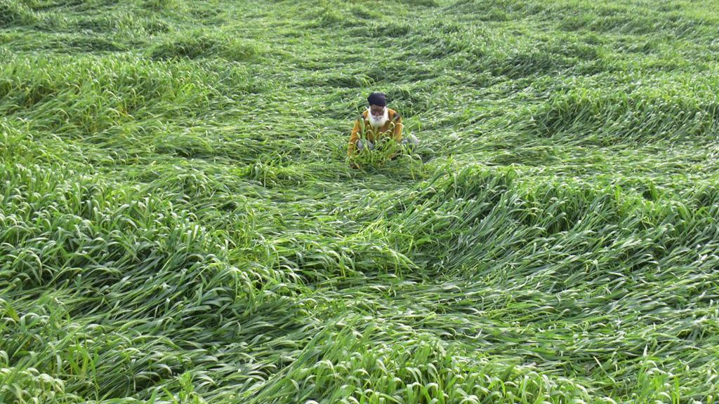 Wojna stwarza szansę dla indyjskich rolników uprawiających pszenicę.