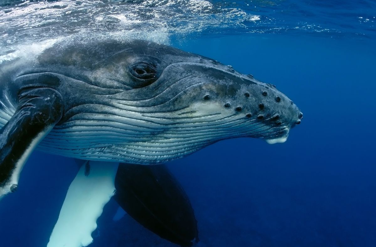 Whale - illustrative photo