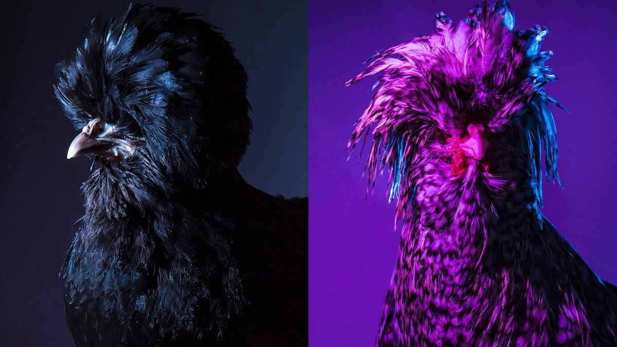 Kurczę pieczone! Albo i nie. Oto najpiękniejsze kurczaki sfotografowane w stylu lat 80. 1