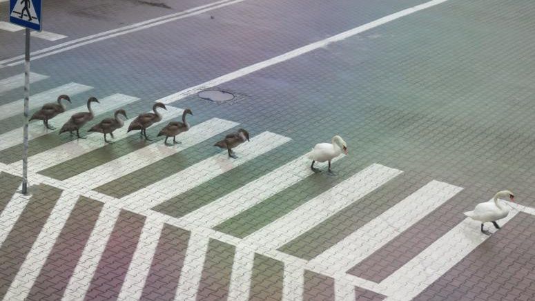 Wrocław. Łabądź, bądź bezpieczny na drodze. Ptasia rodzina pod opieką MPWiK