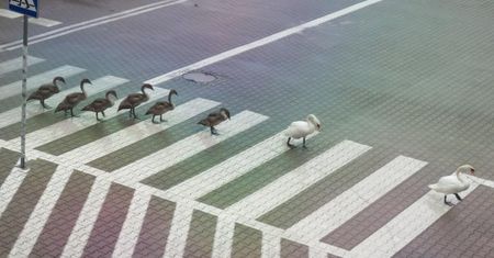 Wrocław. Łabądź, bądź bezpieczny na drodze. Ptasia rodzina pod opieką MPWiK