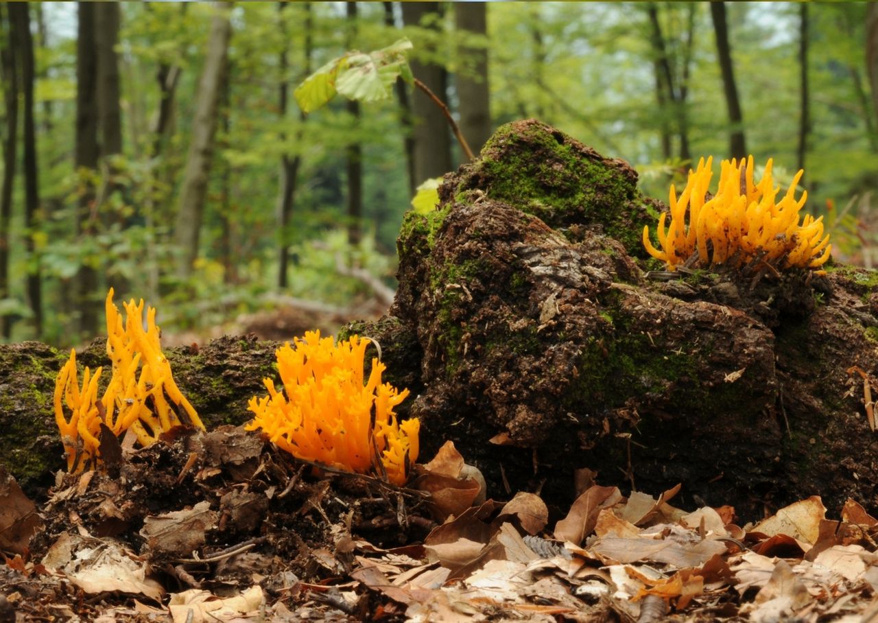 Wygląda jak baśniowy płomyk. Ten grzyb rośnie w Polsce i można go jeść
