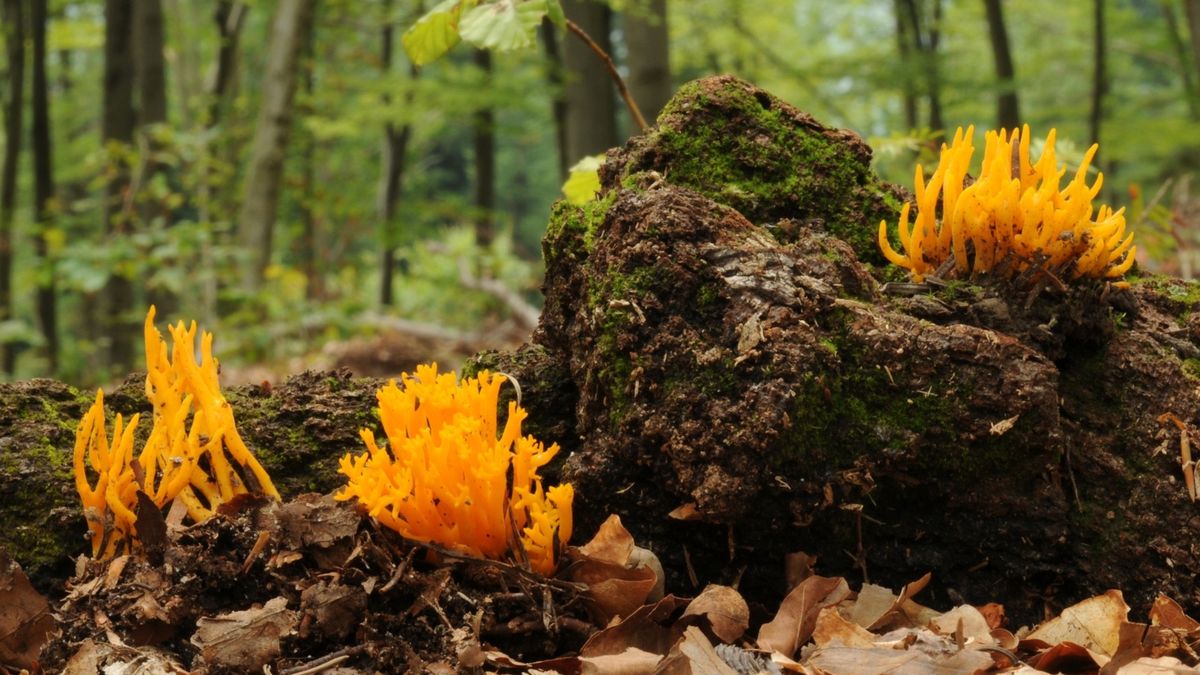Wygląda jak baśniowy płomyk. Ten grzyb rośnie w Polsce i można g