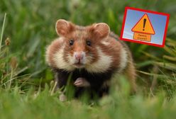 Na Lubelszczyźnie ostrzegają kierowców przed... chomikami