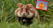 Na Lubelszczyźnie ostrzegają kierowców przed... chomikami