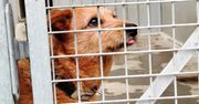 Słupsk: Potrzebny człowiek! W słupskim schronisku pięć zwierzaków czeka na kochający dom