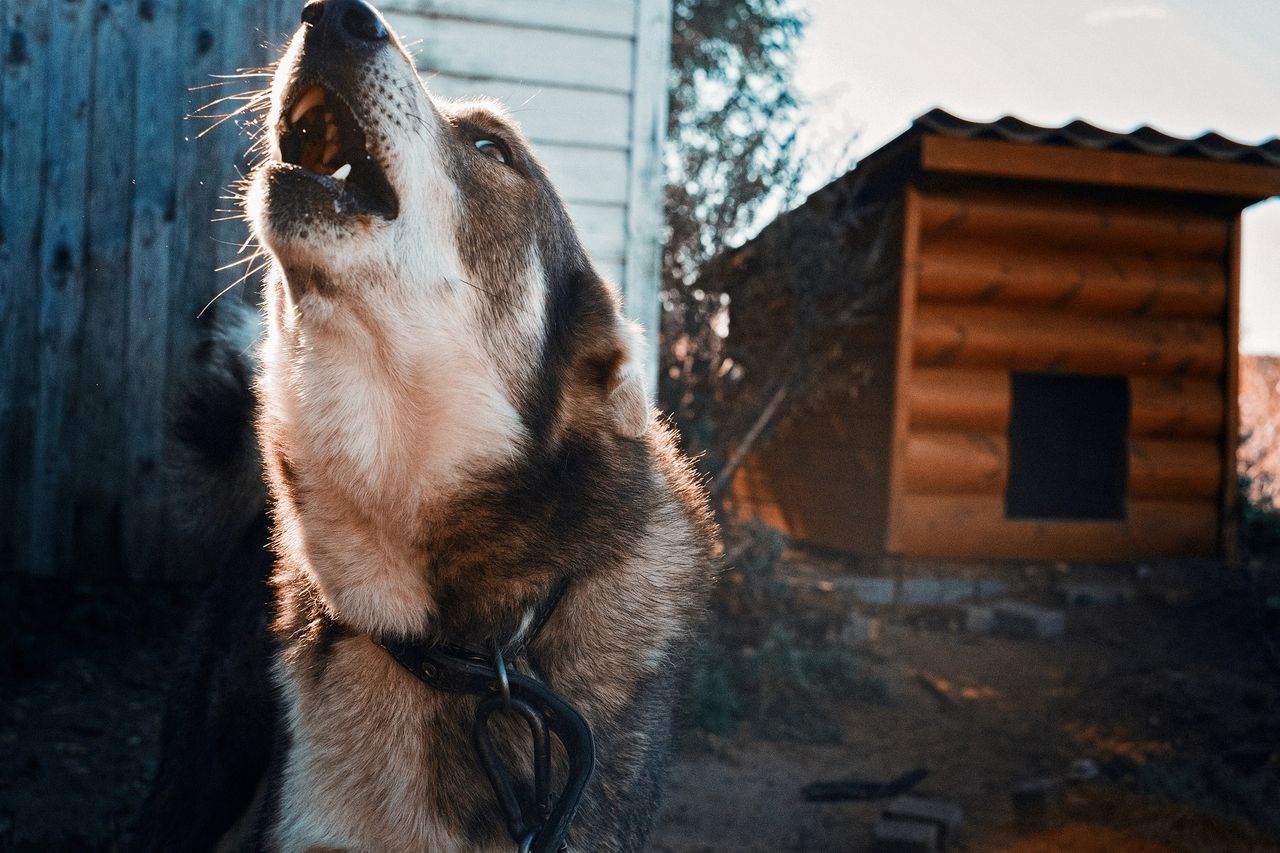 Animal Helper. Aplikacja, która stanie się zwierzęcym 112