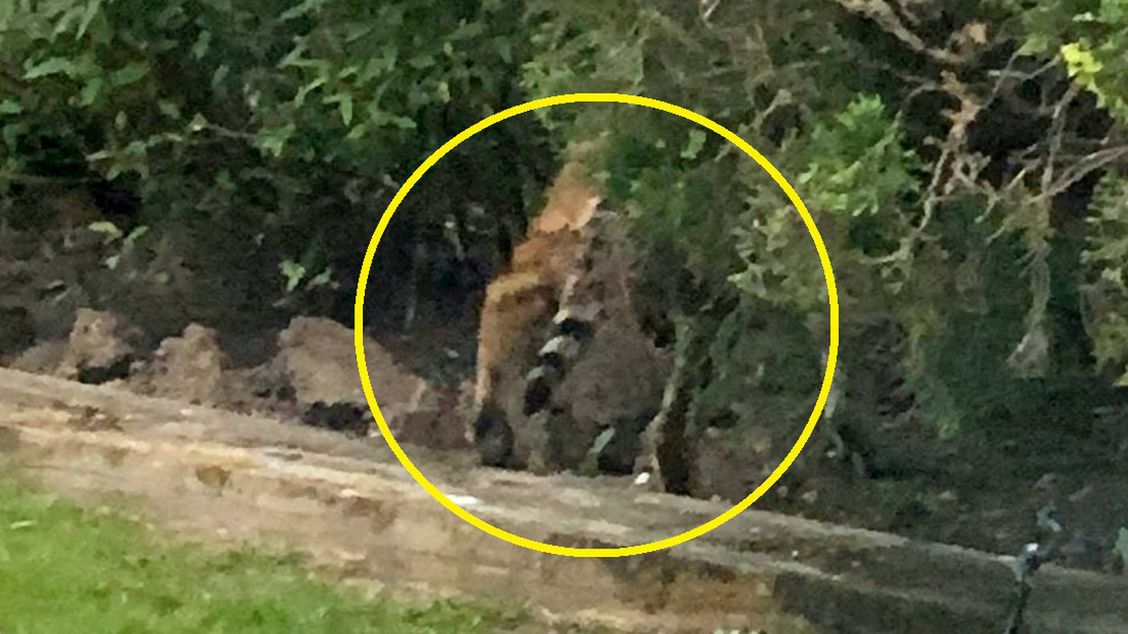 Miliarder twierdzi, że jego ogród odwiedził gepard