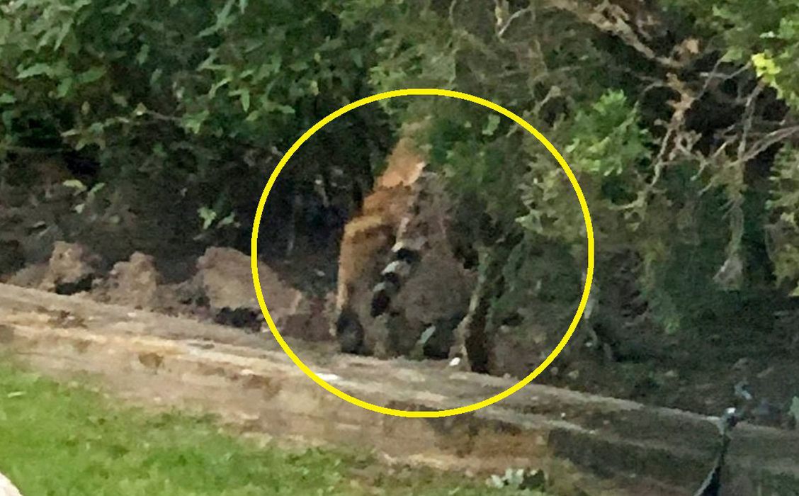 Miliarder twierdzi, że jego ogród odwiedził gepard