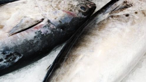 Nie ma tuńczyka dla turystów! 1