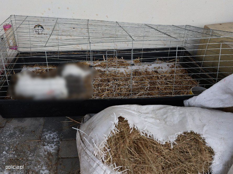 "Zamarznięte na tarasie" – 34-latek z gminy Mały Płock usłyszał zarzut znęcania się nad zwierzętami ze szczególnym okrucieństwem