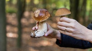 Wysyp grzybów w lasach. Zobacz, jakie łatwo spotkasz