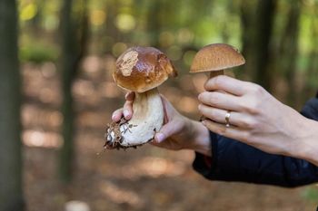 Wysyp grzybów w lasach. Zobacz, jakie łatwo spotkasz