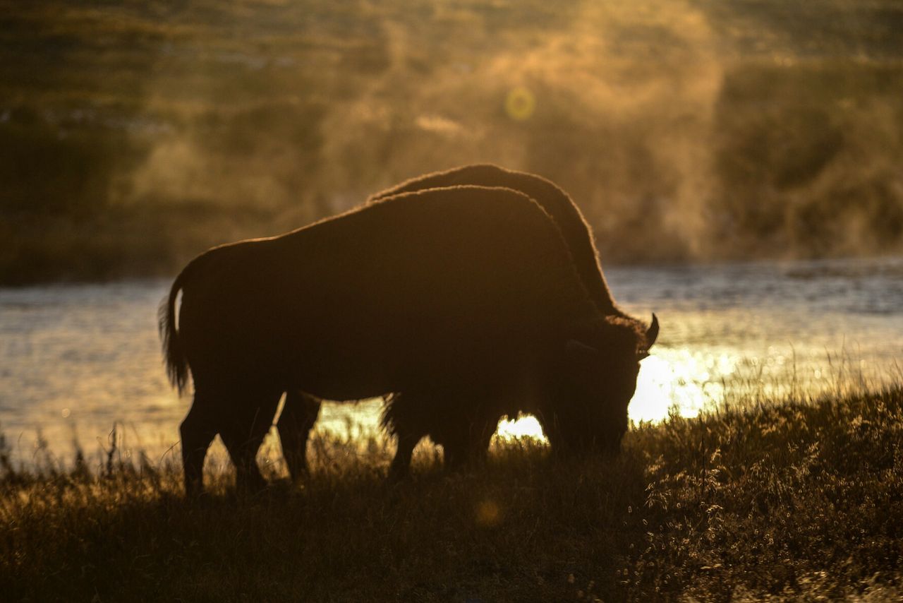 Żubr w Parku Narodowym Yellowstone