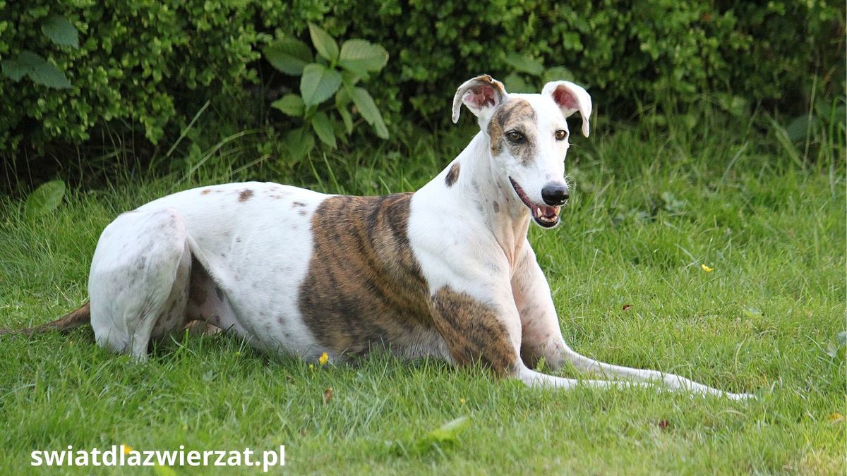 Magyar Agar, Hungarian Greyhound, chart węgierski leżący na trawie