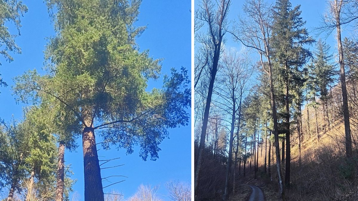 Giganci polskich lasów.