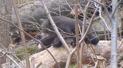 Spacer niedźwiedziej rodziny. Nagranie z Baligrodu
