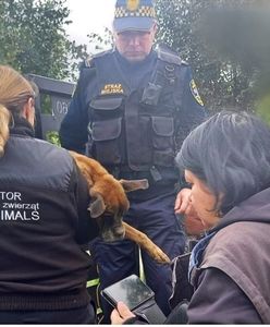 Umierała na podwórku tuż obok domu właścicieli. Niestety ratownicy jej nie odratowali