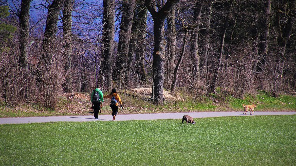Zwiastuny wiosny. Kiedy początek astronomicznej i kalendarzowej pory roku?