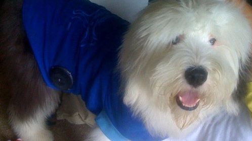 Jak zamienić psa w system audio? 1