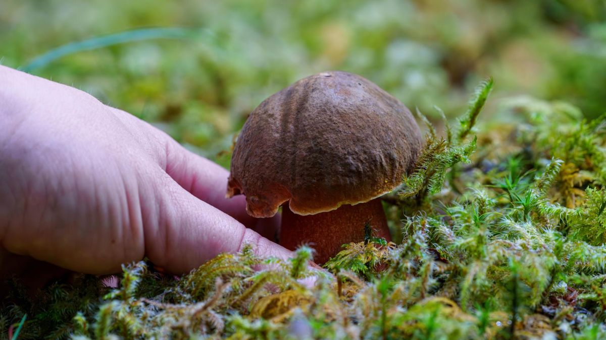 Mamy wysyp borowików. Jak odróżnić, które są jadalne?