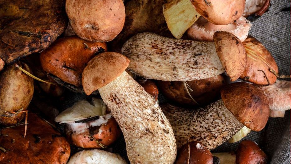 Od kiedy można podawać dzieciom grzyby? Każdy rodzic powinien o tym pamiętać