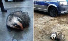 Lubelskie. Niezwykła wizyta przed domem. Obudził się i potrzebował pomocy