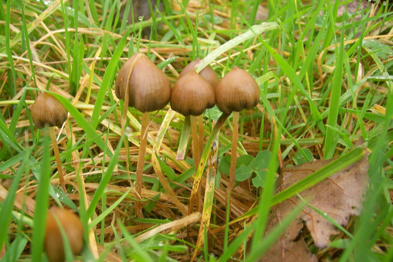 Psylocybina osłabia nawet silną depresję u pacjentów onkologicznych