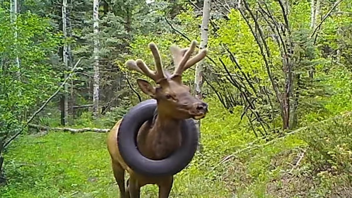 Zwierzę żyło z ważącą 16 kg oponą na szyi