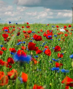 Pogoda. Wrocław. 21 maja - zapowiada się ładne otwarcie weekendu. Potem będzie tylko gorzej