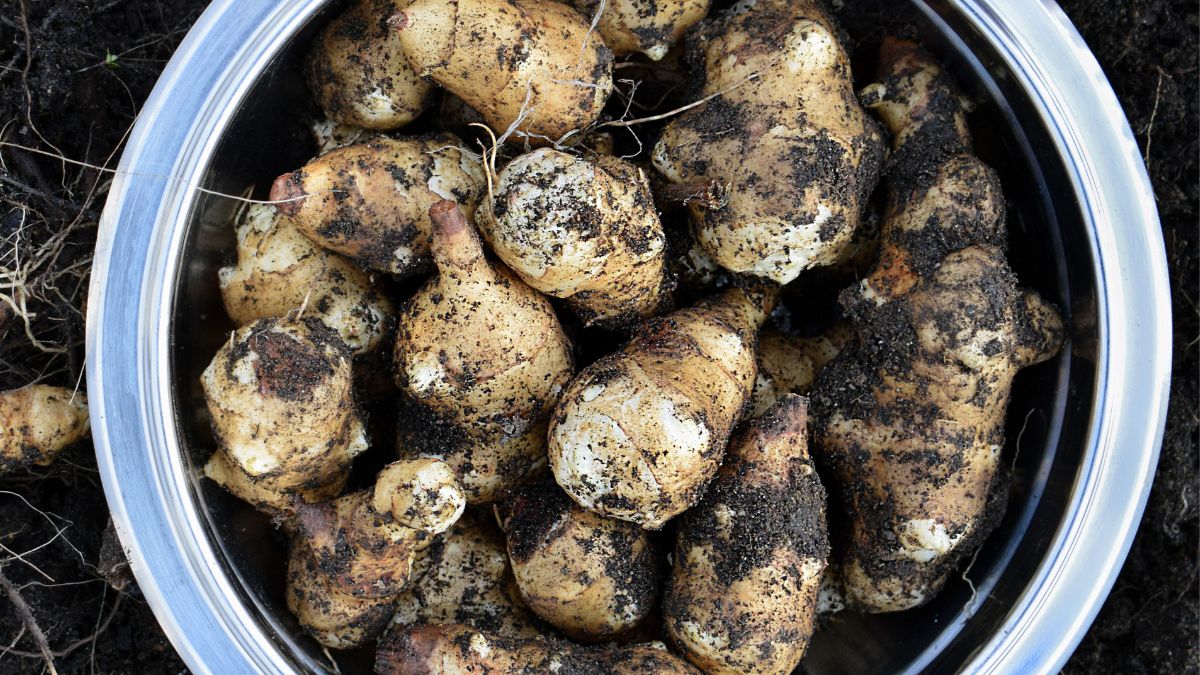 Słonecznik bulwiasty ma wiele cennych właściwości