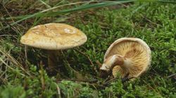 Był specjalistą od grzybów, nie uniknął zatrucia. Umierał 17 dni