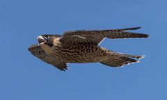 Sokół wędrowny wraca do lasów Garwolina. Leśnicy ruszyli z programem restytucji