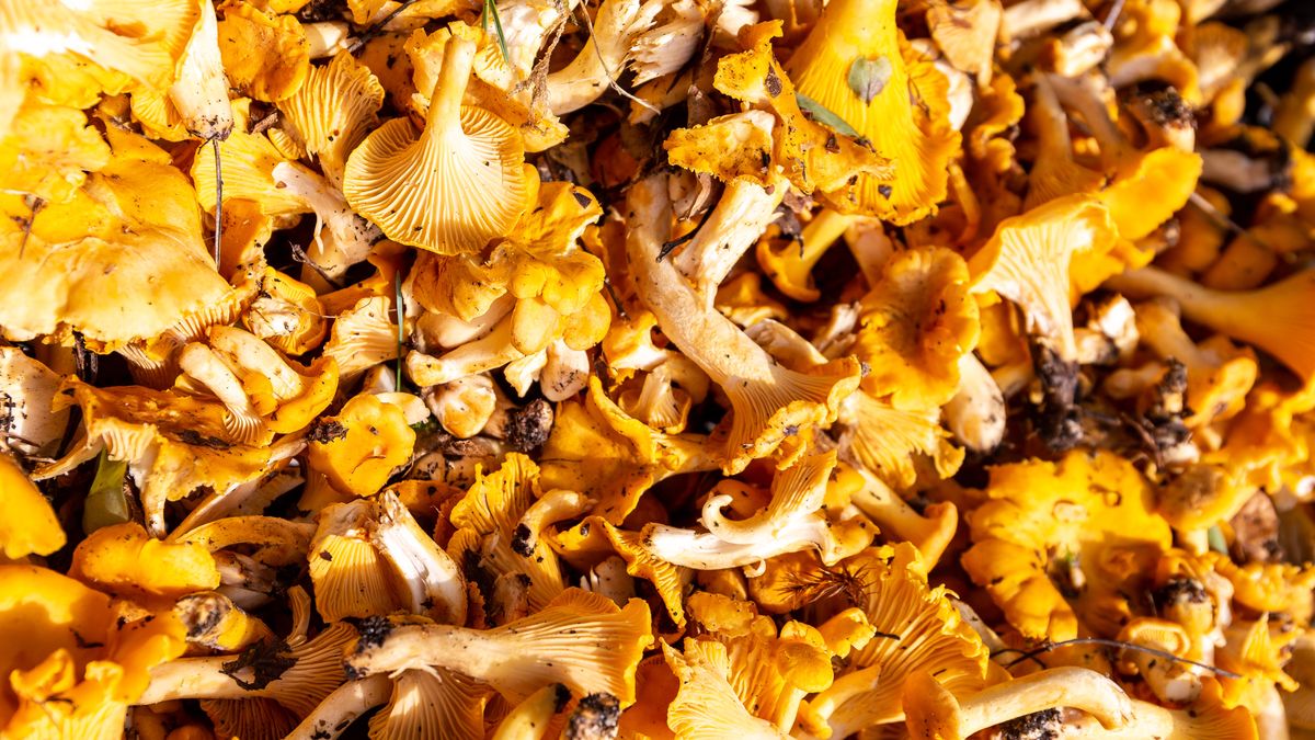 Niemcy piszą o polskich kurkach