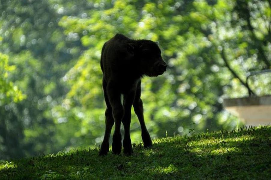 Mały żubr - nowy mieszkaniec ZOO