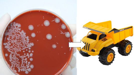 "Niskokosztowa bakteria plastikodajna" 1