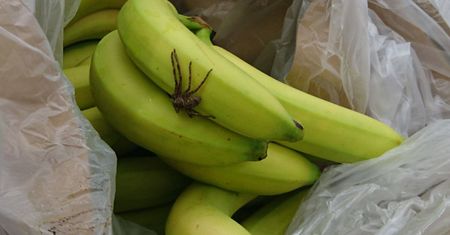 Pająk znaleziony w bananach w Auchan Lublin (zdjęcia)