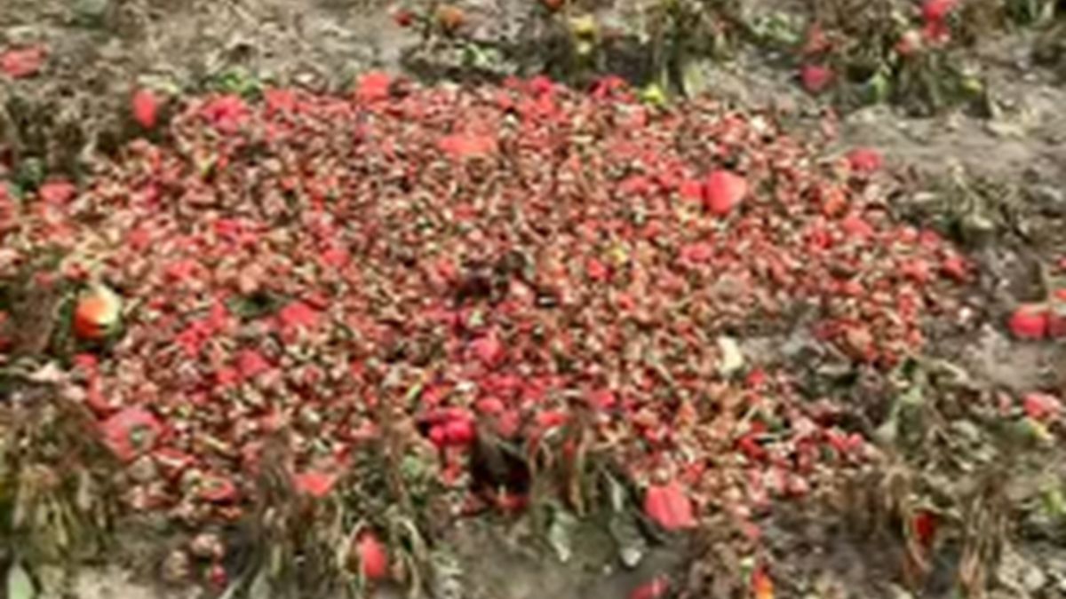 Rolniczka pokazała pole zmarnowanej papryki.