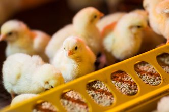 Czym różni się w Polsce ekologiczny chów drobiu od konwencjonalnego? Poznaj zalety obu rodzajów hodowli