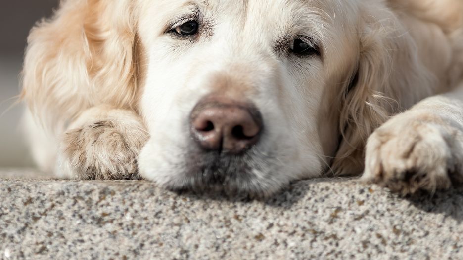 Golden retrivery nie lubią upałów