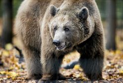 W gminie pojawiły się niedźwiedzie. Jest ostrzeżenie dla mieszkańców